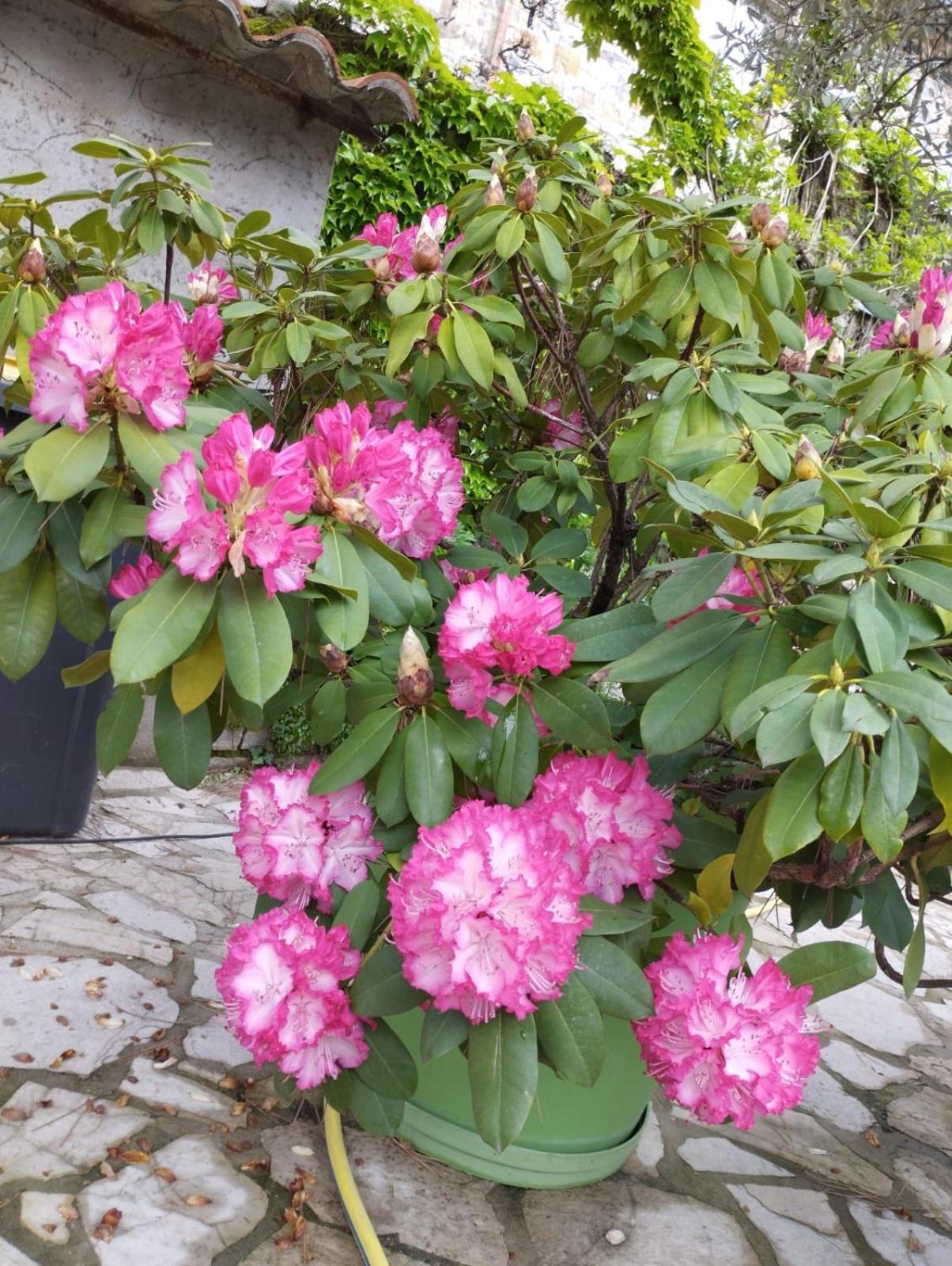 Gite 2 "Le Tilia " Aux Magnolias 3 Etoiles โอเบอนา ภายนอก รูปภาพ